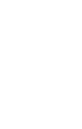 cypress cypress